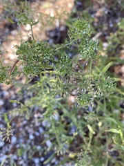 Lepidium montanum