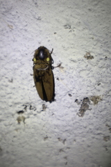 Pyrophorus