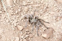 Aphonopelma steindachneri