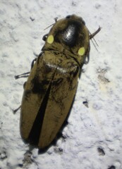 Pyrophorus