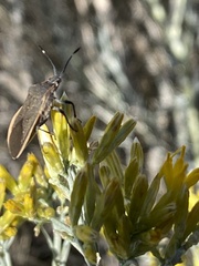 Catorhintha apicalis