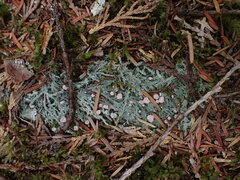 Icmadophila ericetorum