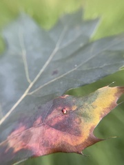 Zopheroteras sphaerula