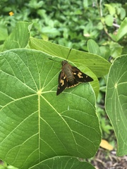 Trapezites symmomus