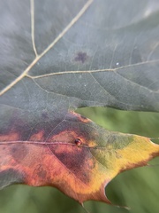 Zopheroteras sphaerula