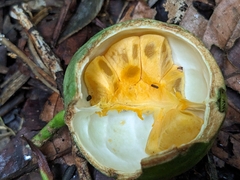 Posoqueria latifolia