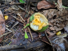 Posoqueria latifolia