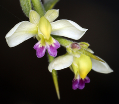 Rhinotropis acanthoclada