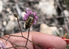 Acmaeodera scalaris