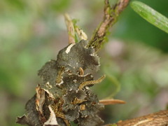 Sticta fuliginosa