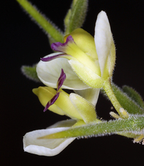 Rhinotropis acanthoclada