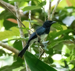 Dicrurus balicassius