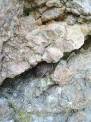 Helicigona lapicida