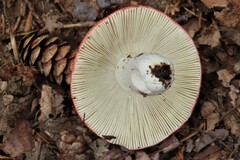 Russula rosacea