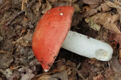 Russula rosacea
