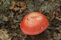 Russula rosacea