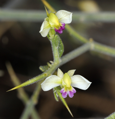 Rhinotropis acanthoclada