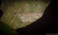 Minoa euthecta