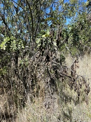 Sophora chrysophylla