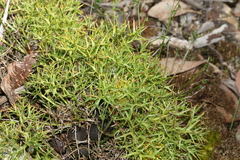 Isopogon ceratophyllus