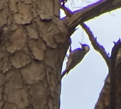 Dryobates borealis