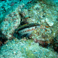 Serranus psittacinus