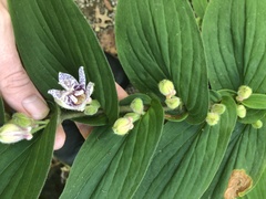 Tricyrtis hirta