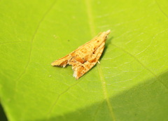 Euphona euphona