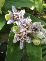 Tricyrtis hirta
