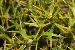 Isopogon ceratophyllus