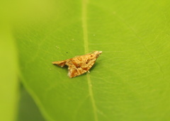 Euphona euphona