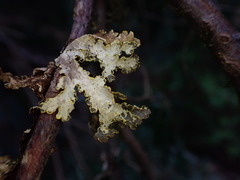 Pseudocyphellaria citrina