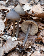 Entoloma