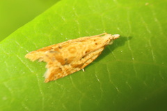 Euphona euphona