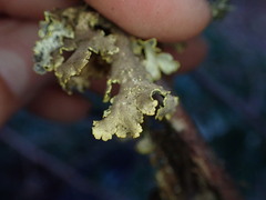 Pseudocyphellaria citrina