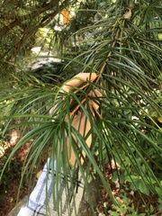 Sciadopitys verticillata