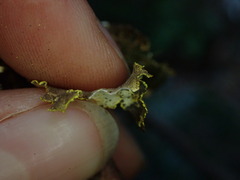 Pseudocyphellaria citrina