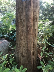 Sciadopitys verticillata