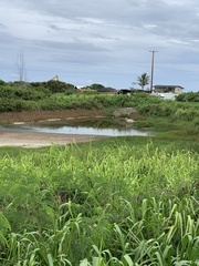 Himantopus mexicanus knudseni