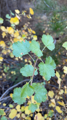 Ribes californicum