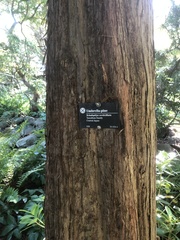 Sciadopitys verticillata