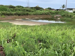 Himantopus mexicanus knudseni