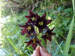 Fritillaria camschatcensis