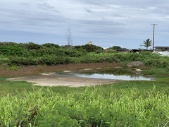 Himantopus mexicanus knudseni