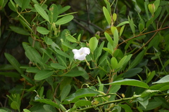 Rhabdadenia biflora
