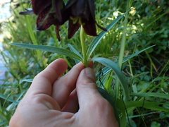 Fritillaria camschatcensis