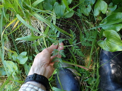 Conioselinum gmelinii