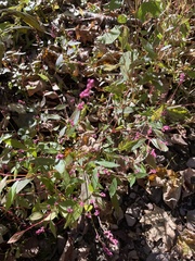Persicaria longiseta