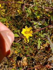 Bidens aristosa
