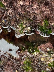 Octopus bimaculoides